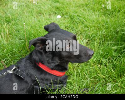 Black Labrador Croce Collie confine sdraiato Foto Stock