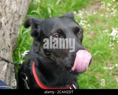 Labrador nero Croce bordo Collie leccare il naso Foto Stock