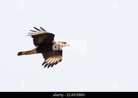 Caracara Meridionale (Caracara plancus) Foto Stock