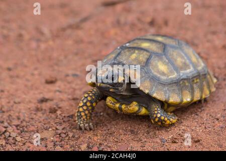 Little Yellow Footed Amazon Tartaruga (Geochelone denticulata) Nella strada dello stato di Mato Grosso - Brasile Foto Stock