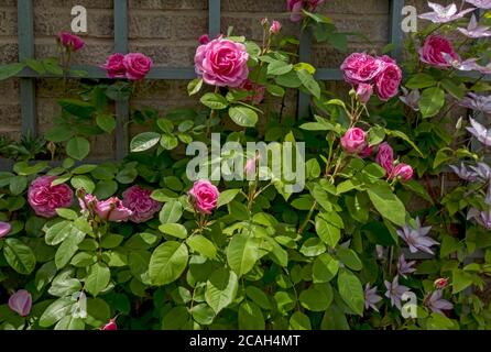 Rosa rampicante rose ‘Gertrude Jekyll’ e clematis ‘Samaritan Jo’ su una parete di traliccio fiori fiore fioritura nel giardino in estate Inghilterra UK Foto Stock