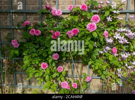 Rosa rampicante rose ‘Gertrude Jekyll’ e clematis ‘Samaritan Jo’ su traliccio su parete fiori fiore fioritura nel giardino in estate Inghilterra UK Foto Stock