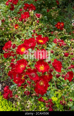 Primo piano di rose rosse fiori di «Suffolk» fiori fioriti in aiuole di confine del giardino in estate Inghilterra Regno Unito Regno Unito Gran Bretagna Gran Bretagna Foto Stock