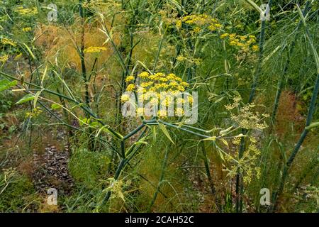 Primo piano di finocchio di bronzo (Foeniculum vulgare) ‘purpurpureum’ fiori gialli pianta in giardino in estate Inghilterra Regno Unito GB Gran Bretagna Foto Stock