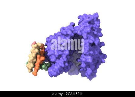 Struttura della carbossipeptidasi correlata all'enzima di conversione dell'angiotensina umana (ACE2), un recettore della glicoproteina di picco SARS-COV-2, modello di superficie 3D Foto Stock