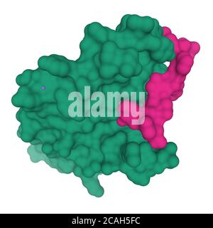 Struttura cristallina dell'ectodominio del recettore della calcitonina umana (verde) in complesso con un analogo troncato della calcitonina di salmone (rosa), modello di cartone animato 3D Foto Stock