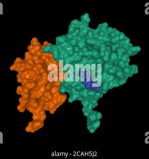 Struttura cristallina del complesso SARS-COV-2 nsp16 (verde)-nsp10 (marrone), modello di superficie 3D, sfondo nero Foto Stock