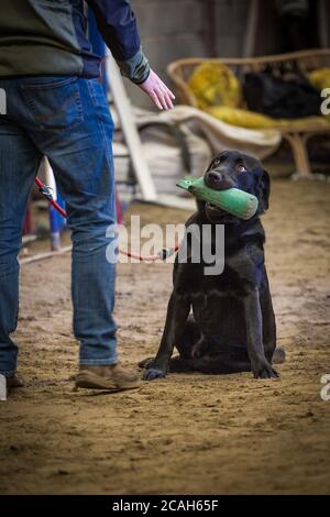 Giovane Labrador nero maschio in allenamento con il suo Handler. Foto Stock