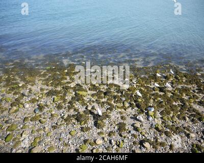 Gabbiani alla ricerca di granchi sulla baia Foto Stock