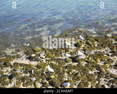 Gabbiani alla ricerca di granchi sulla baia Foto Stock