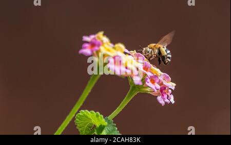 Amegilla quadrifasciata, Bee Digger a quattro righe su un fiore di Lantana Foto Stock