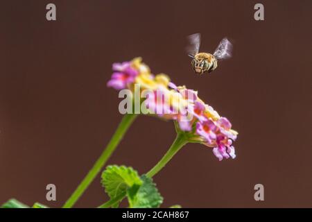 Amegilla quadrifasciata, Bee Digger a quattro righe su un fiore di Lantana Foto Stock