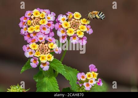 Amegilla quadrifasciata, Bee Digger a quattro righe su un fiore di Lantana Foto Stock