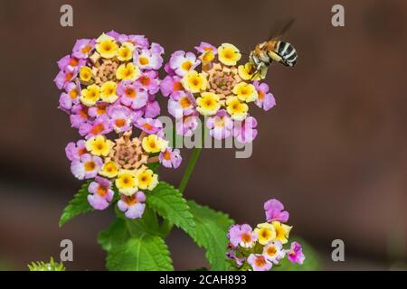 Amegilla quadrifasciata, Bee Digger a quattro righe su un fiore di Lantana Foto Stock
