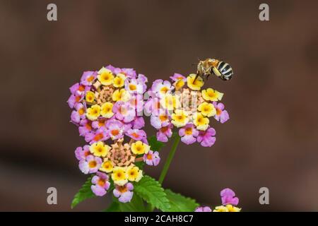 Amegilla quadrifasciata, Bee Digger a quattro righe su un fiore di Lantana Foto Stock