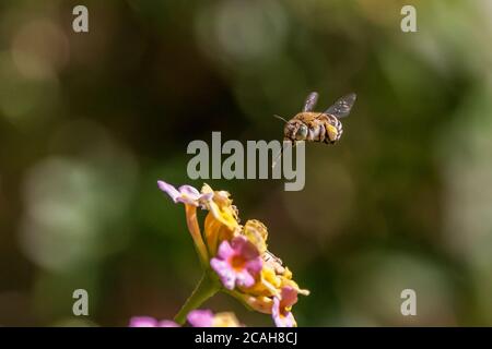 Amegilla quadrifasciata, Bee Digger a quattro righe su un fiore di Lantana Foto Stock