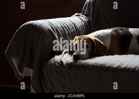 Beagle sdraiato su un divano in una casa di campagna. Foto Stock