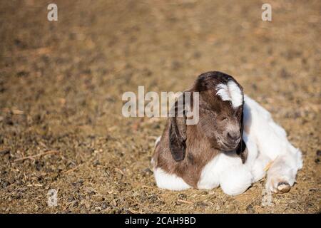 Goatling dormire senza mamma Foto Stock