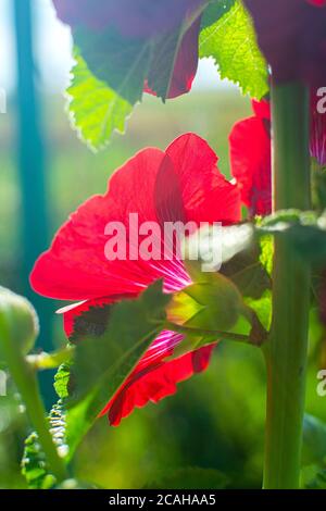 Brillante fiore di mallow cremisi al sole. Foto Stock