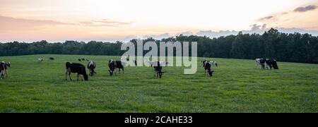 Un tramonto, panorama alba di un pascolo dove una mandria di bovini holstein si pascolano liberamente sul campo di erba. Un buon esempio per l'allevamento animale umano Foto Stock
