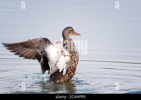 Gadwall, Mareca strepera, alettoni maschi. Foto Stock