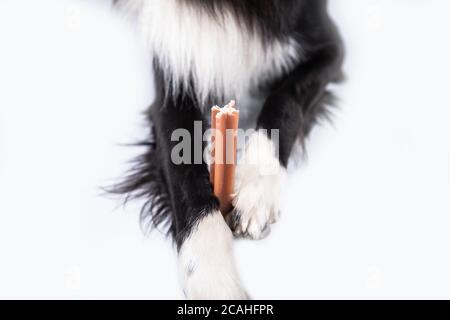 Collie di bordo che tiene un masticare un giocattolo per la cura dentale. Igiene orale del cane . Foto Stock