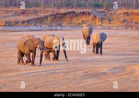 Gli elefanti africani, Loxodonta Africana, 6 tori di elefanti stanno attraversando un letto del fiume la mattina presto nel Parco Nazionale di Luangwa Sud, Zambia. Foto Stock