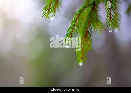 Colpo di closeup di gocce di pioggia sui rami di abete dopo la pioggia Foto Stock
