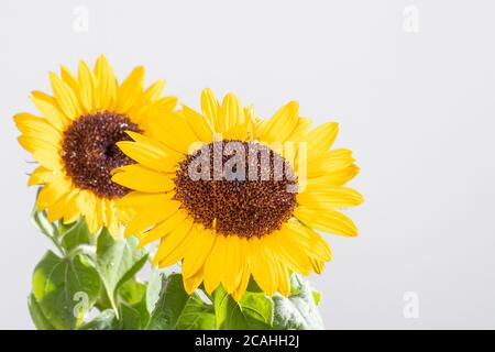 Bella primavera brasiliana girasole fiore Foto Stock