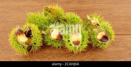 Castagne dolci selvagge in cupole spiky su sfondo ligneo Foto Stock