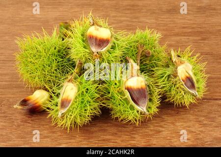 Castagne dolci selvagge in cupole spiky su sfondo ligneo Foto Stock