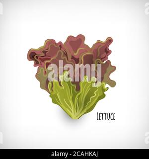 Foglie di lattuga rossa isolate su sfondo bianco. Ingredienti freschi per insalata in stile piatto. Lettering Lettuce. Illustrazione di un vettore alimentare vegetariano biologico sano. Illustrazione Vettoriale