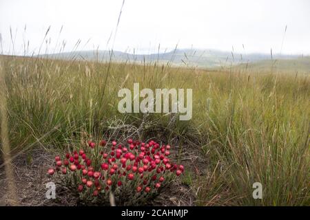 La prateria afro-alpina dei Monti Drakensberg meridionali, Sudafrica, con un cespuglio rosa eterno, Zaluzianskya Microsiphon, in piena fioritura i Foto Stock