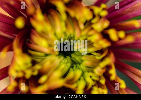 Macrofotografia di crisantemo viola-giallo. Composizione simmetrica e macro petali. Vista dall'alto di un crisantemo multicolore. Astratto fiore bac Foto Stock