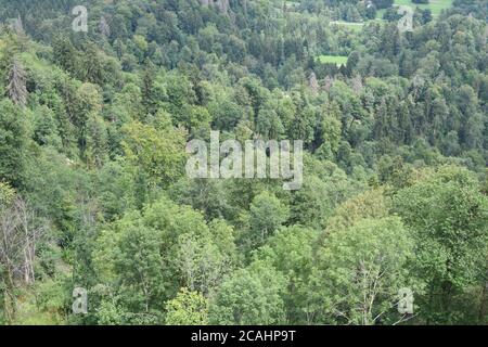 Vista dall'alto sulla foresta verde mista da Uto Kulm o Uetliberg in Svizzera durante la soleggiata giornata estiva. Foto Stock