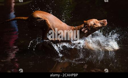 Neubau, Germania. 07 agosto 2020. Il cane ungherese Jakob, noto anche come Magyar Vizsla, dai capelli corti, di sei mesi, salta nel Fichtelsee sotto il sole. Credit: Nicolas Armer/dpa/Alamy Live News Foto Stock