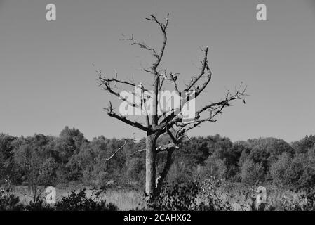 In questo bianco e nero spicca un albero morto Fotografia scattata su Yateley Common nell'Hampshire Foto Stock