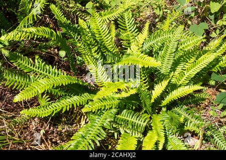 Ferno duro (Spicant di Blechnum), anche chiamato felce del cervo, una felce verde vivida che è sempreverde e ha due tipi di fronti, il Regno Unito Foto Stock