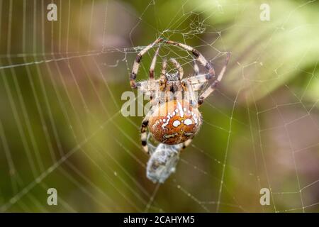 Ragno di tessitore di orb a quattro punti (Araneus quadratus) sul web con preda in un sito hampshire, Regno Unito Foto Stock