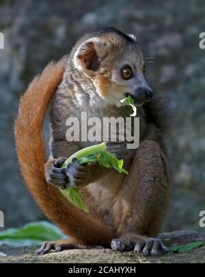 Lemure coronato (il eulemur coronatus) maschio capretti Foto Stock