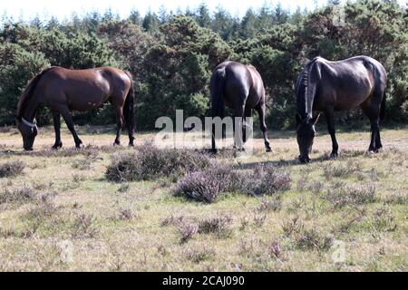 New Forest ponies roaming gratuito sulla New Forest, Hampshire, Inghilterra, Regno Unito, agosto 2020 Foto Stock
