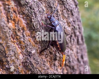 Primo piano di 'The Tanner' (Prionus coriarius) femmina con un ovipositore a siringa giallo. Longhorn Beetle conosciuto anche come 'la sawyer'. Messa a fuoco selettiva Foto Stock