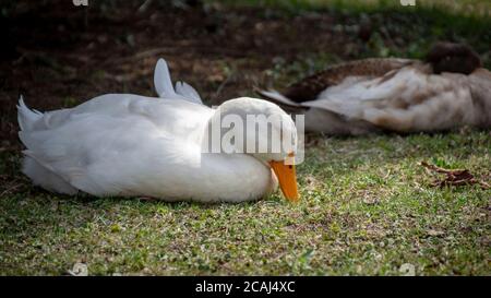 Una bella anatra bianca con una becco d'arancia brillante sta dormendo tranquillamente al sole. Foto Stock