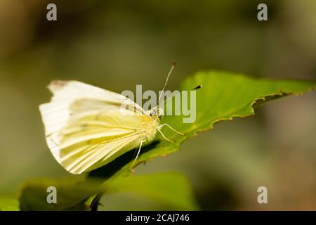 White Butterfly, che perching su piante nella campagna britannica, estate 2020 Foto Stock