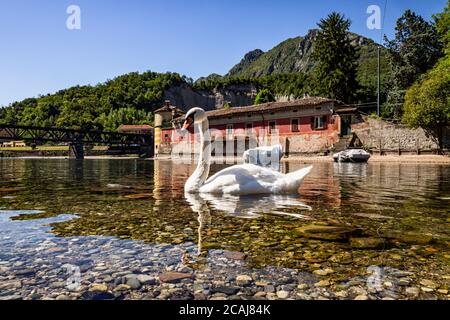 Swan con l'isola Viscontea di Lecco sullo sfondo Foto Stock