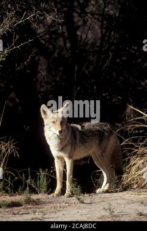 Coyote occidentale a Brush nel Big Bend National Park, Texas, vicino al campeggio del Rio grande Village. ©Bob Daemmrich Foto Stock