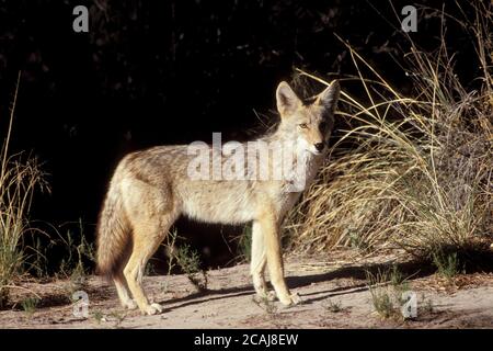 Coyote occidentale a Brush nel Big Bend National Park, Texas, vicino al campeggio del Rio grande Village. ©Bob Daemmrich Foto Stock