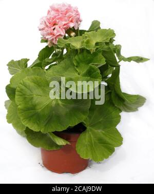 Un geranio. Il Pelargonio è un genere di piante da fiore che comprende circa 280 specie di perenni, succulenti e arbusti, comunemente noti come gerani, pelargonii, o storksballs. Foto Gippe Gustafsson Foto Stock