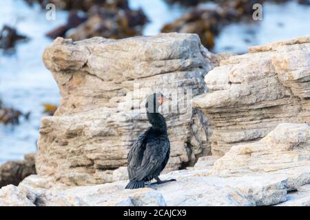 Incoronato cormorano (Microcarbo coronatus) Riserva Naturale di Stony Point, Betty's Bay, Capo Occidentale, Sud Africa. Minacciato di estinzione Foto Stock