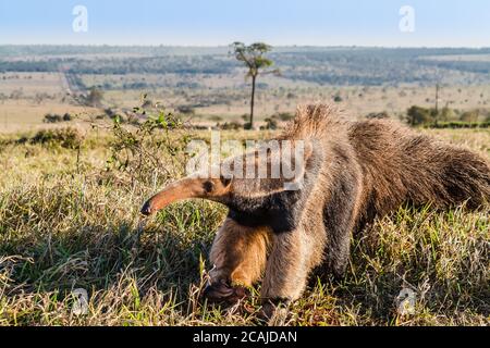 Un anteater selvaggio al pascolo Foto Stock